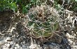 Preview photo Gymnocalycium castellanosii